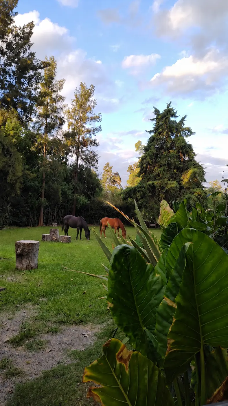 Caballos pastando entre los árboles de Isla Morena